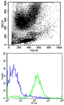 HLA-C Antibody (N-term)