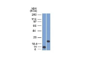 CD3e (T-Cell Marker) Antibody