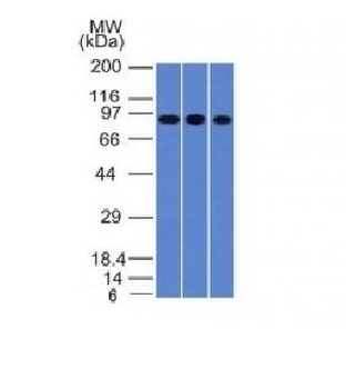 Villin Antibody