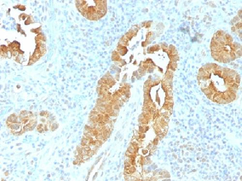 Villin Antibody