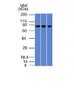 Villin Antibody