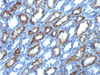 Interferon gamma (IFNG) Antibody