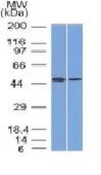 FOXA1 / HNF3A Antibody