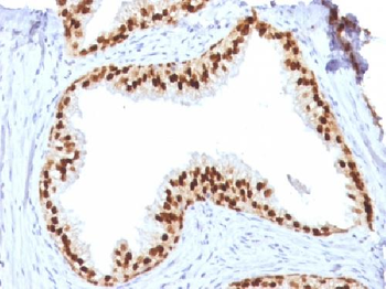 FOXA1 / HNF3A Antibody
