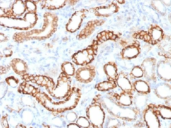 Ksp-Cadherin / CDH16 Antibody