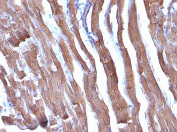 Actin, Muscle Specific (Muscle Cell Marker) Antibody - With BSA and Azide