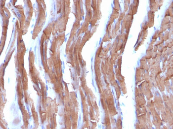 Actin, Muscle Specific (Muscle Cell Marker) Antibody - With BSA and Azide
