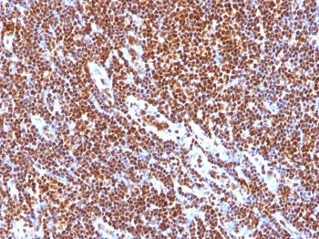 SUMO-1 Antibody - With BSA and Azide