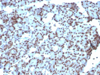 SUMO-1 Antibody - With BSA and Azide
