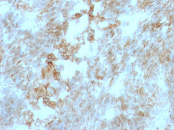 CD147 / EMMPRIN / Neurothelin Antibody - With BSA and Azide