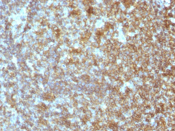 CD45RA (Leucocyte Marker) Antibody - With BSA and Azide