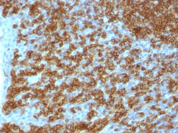 CD45RA (Leucocyte Marker) Antibody - With BSA and Azide