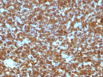 CD45RA (Leucocyte Marker) Antibody - With BSA and Azide