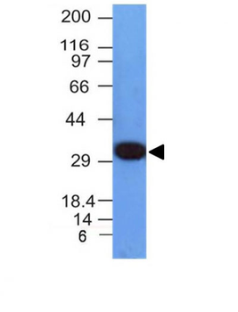 PCNA (Proliferating Cell Nuclear Antigen) (G1- & S-phase Marker) Antibody - With BSA and Azide