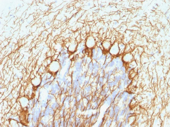 Neurofilament, phospho (NF-H) (Neuronal Marker) Antibody - With BSA and Azide