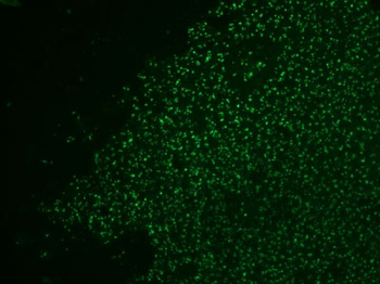 Nucleolin (Marker of Human Cells) Antibody - With BSA and Azide