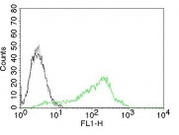 Nucleolin (Marker of Human Cells) Antibody - With BSA and Azide