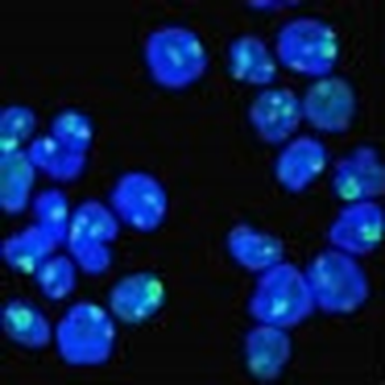 Nucleolin (Marker of Human Cells) Antibody - With BSA and Azide