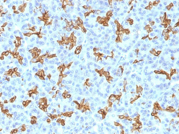 Cytokeratin 19 (KRT19) (Pancreatic Stem Cell Marker) Antibody - With BSA and Azide
