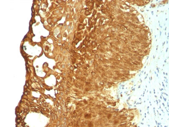 Cytokeratin 19 (KRT19) (Pancreatic Stem Cell Marker) Antibody - With BSA and Azide
