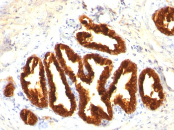 Cytokeratin 18 (KRT18) Antibody - With BSA and Azide