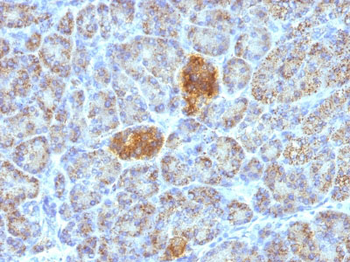 HSP60 (Heat Shock Protein 60) (Mitochondrial Marker) Antibody - With BSA and Azide
