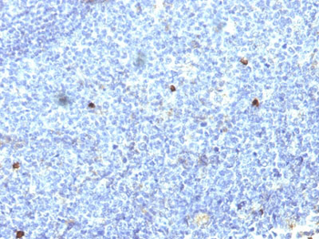 HLA-Aw32 & HLA-A25 (MHC I) Antibody - With BSA and Azide