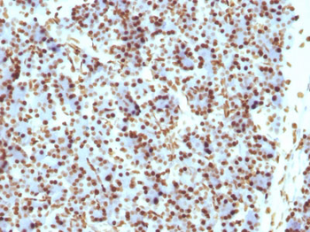 Histone H1 (Nuclear Marker) Antibody - With BSA and Azide