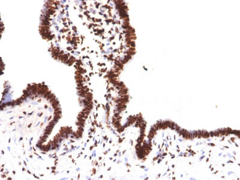 Histone H1 (Nuclear Marker) Antibody - With BSA and Azide