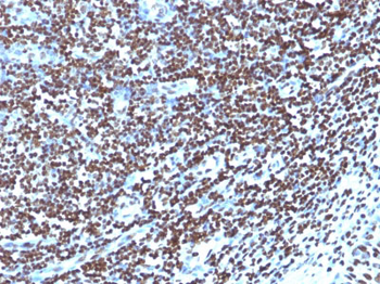 Histone H1 (Nuclear Marker) Antibody - With BSA and Azide