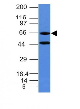 Chromogranin A / CHGA (Neuroendocrine Marker) Antibody - With BSA and Azide