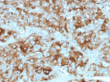 Chromogranin A / CHGA (Neuroendocrine Marker) Antibody - With BSA and Azide