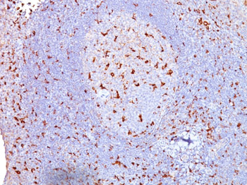 CD68 (Macrophage Marker) Antibody - With BSA and Azide