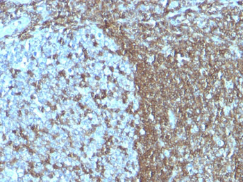 CD50 / ICAM-3 Antibody - With BSA and Azide