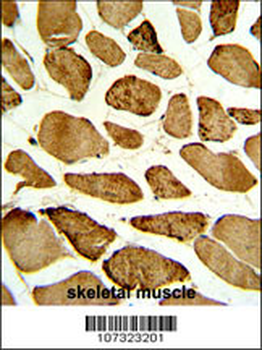 Phospho-p27Kip1(S10) Antibody