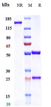 Zaire Ebola virus Reference Antibody (Odesivimab)