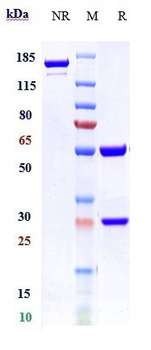 vWF Reference Antibody