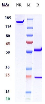 vWF Reference Antibody