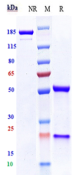 VEGFR2 / KDR / CD309 Reference Antibody (Imclone 6.64)