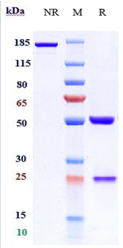 TNFSF9 / 4-1BBL Reference Antibody