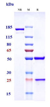 TNFSF2 / TNFa Reference Antibody