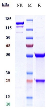 TMEFF2 Reference Antibody