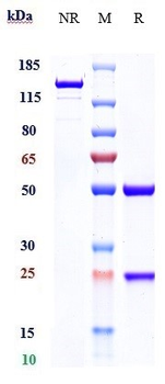 TGFb1 Reference Antibody
