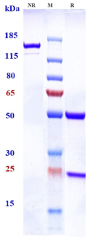 TCR Reference Antibody (NKTT320)