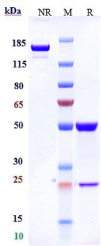 Siglec-2 / CD22 Reference Antibody (inotuzumab-CLM)