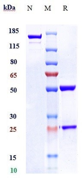 SERPINE1 Reference Antibody
