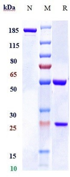 RSPO1 Reference Antibody