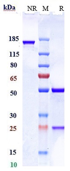 RHD / CD240d Reference Antibody (LFB RhD)