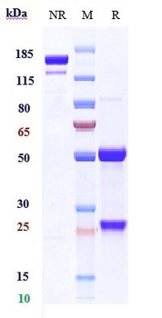 PMEL Reference Antibody