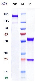 PLAUR / uPAR / CD87 Reference Antibody (ATN-658)